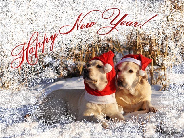Картинка к Новому году с собаками - Новогодние картинки